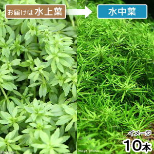 ijxgiS}mnOTitji_ji10{j