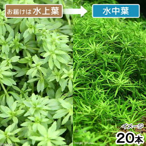 ijxgiS}mnOTitji_ji20{j