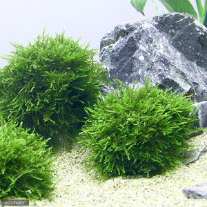 ij琬ρ@X[iăEB[XjSTCYitji_ji1j