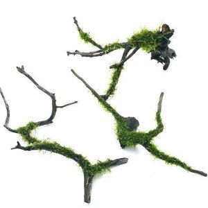(水草)★育成済★ 南米ウィローモス 枝状流木 Mサイズ(約20cm〜)(水中葉)(無農薬)(1本)
