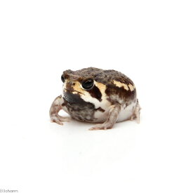 （両生類）パワーズフクラガエル　南アフリカ産　WC個体　Sサイズ（1匹）　北海道・九州航空便要保温