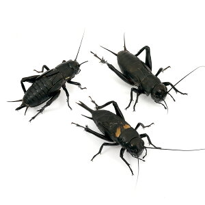 iajNRIM@L@200C@i200Oj@a@kCEBq֗vۉ