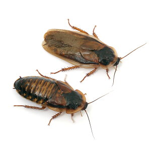 (生餌)デュビア(アルゼンチンモリゴキブリ) Lサイズ(30匹) 活餌