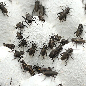 iajNRIM@SM@240C@i30Oj@kCEBq֗vۉ