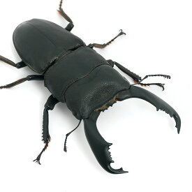 （昆虫）ペレンオオヒラタクワガタ　ペレン産　成虫（WC）90～94mm（1ペア）　北海道・九州航空便要保温