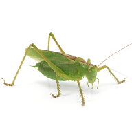 （昆虫）ヤブキリsp．長野県東御市産　オス　成虫　WD（1匹）