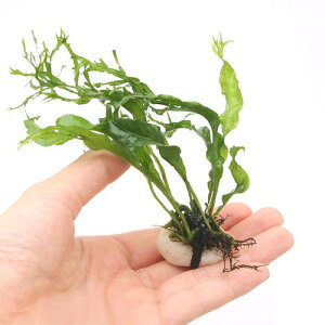 ijΕt@~N\E@EFfBti5j