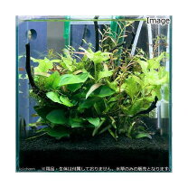 楽天市場】水草水槽 レイアウト 90cmの通販