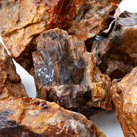 形状お任せ　木化石　サイズミックス　3kg　30cm水槽向け　アクアリウム　レイアウト素材　関東当日便