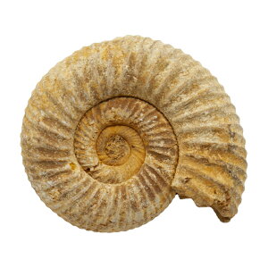 `󂨔C@}_KXJY@AiCg@1@WI@΁@֓