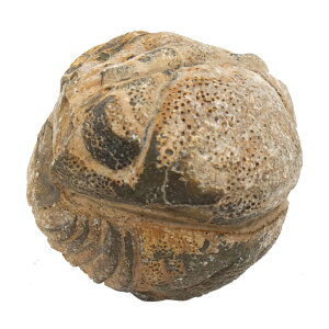 `󂨔C@bRY@Otit@RvXj̉΁@M@1@f{I@΁@֓