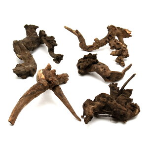 形状お任せ 煮込み済み サンゴウッド Sサイズ(約15〜25cm) 5本 レイアウト素材 塊状流木 関東当日便