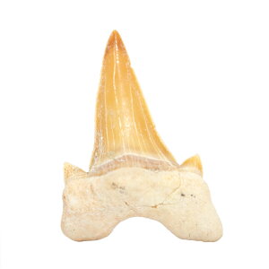 `󂨔C@bRY@T̎̉΁@S@1@nV@΁@֓