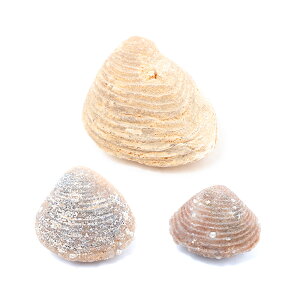 `󂨔C@bRY@Ή@񖇊L΁@3@f{I@L΁@΁@֓