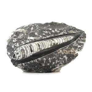 `󂨔C@bRY@tp΁iIEKCj@1@f{I@΁@֓