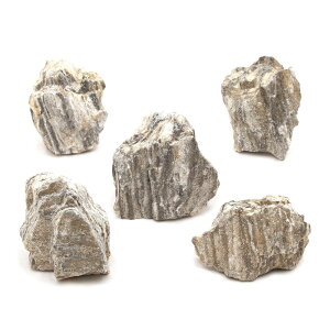 `󂨔C@P΁@SSTCYi5`8cmj@5@ANAE@CAEgfށ@֓