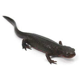 （両生類）アカハライモリ　福島県産　WC個体（1匹）　北海道航空便要保温