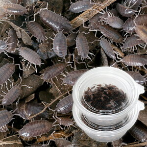 iajz\WVi傫߁j@2Jbvi200Cj@a@kCEBq֗vۉ