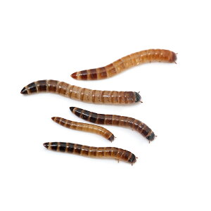 (生餌)ビッグミルワーム Sサイズ 10グラム(約160匹) 活餌