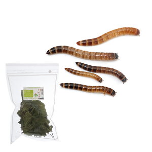 iajrbO~[@STCY@50O@h{Zbg@a@{Bl