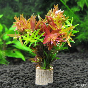 ijCt}`ij^~bNXitji_ji1j