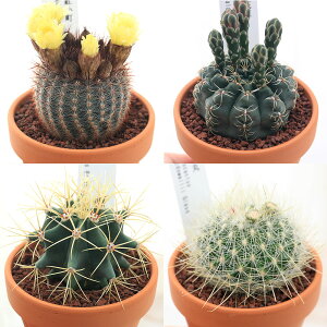 (多肉植物)素焼鉢 サボテン 品種おまかせ 3号(1鉢) 品種名のラベル付き