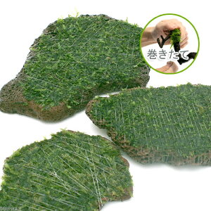 ijā@EB[X@XCXn΁@MTCYitji_ji1j