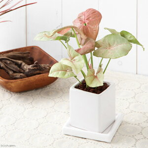 iϗtAj܂ϗtA@픫A@_CXSi1j@Mt@ԋʓy@A@@@v[g