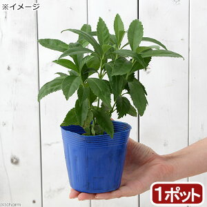 iR쑐j~́@痼@NTTSiXj@@3D5i1|bgj