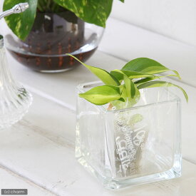 （観葉植物）ミニ観葉　オアシス苗　オキシカラジューム　ブラジル（1苗）