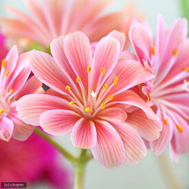 （観葉植物）レウイシア（花色おまかせ）　3．5号（1鉢）