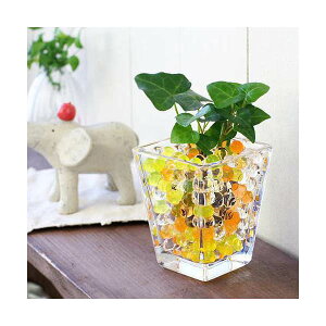 iϗtAj܂IAVXcƃXNGAOXS@CG[~bNXZbg@@@v[g