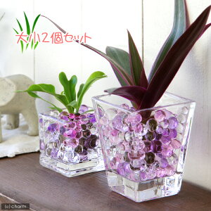 iϗtAj܂IAVXcƃubNOXEXNGAOX2PZbg@p[v~bNX@@@v[g