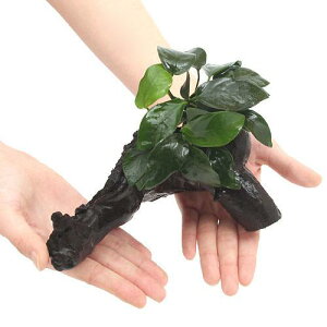 ijAkrAXii@؁@MTCYitji1{ji20cmj