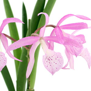 iϗtAjm@i킨܂JgA@3`4i1j