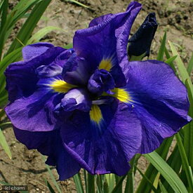 （ビオトープ）水辺植物　花菖蒲　ブルーポンポン　アメリカ系青紫色平咲六英花（1ポット）