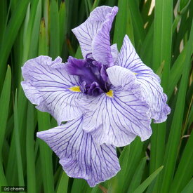 （ビオトープ）水辺植物　花菖蒲　葦の浮舟（アシノウキブネ）肥後系白地紫脈六英花（1ポット）