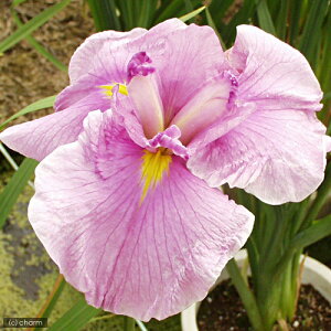 irIg[vjA@ԏҊ@iKX~j]ˌnZOpԁi1|bgjixԁj