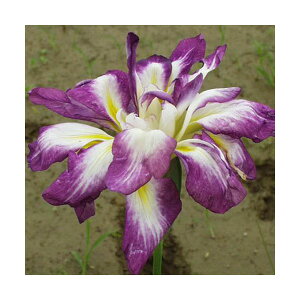 irIg[vjA@ԏҊ@V̊iejmJj@]ˌngꔒdi1|bgj