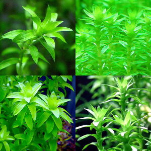 ij܂X^[Witj3i_jiv9{j