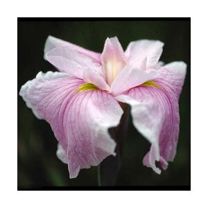 irIg[vjA@ԏҊ@iIgjɐnOpԁi1|bgjixԁj