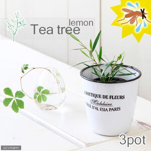 iϗtAjn[uc@eB[c[@@3i3|bgj@ƒ؉@I[W[vc