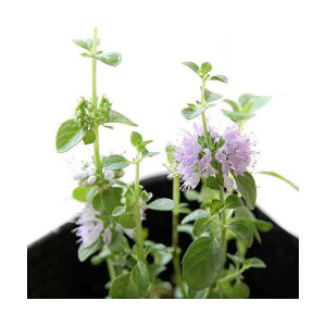 iϗtAjn[uc@~g@yj[C~g@3i1|bgj@A@ƒ؉