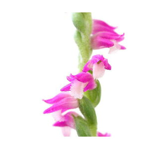 iR쑐jlWoiiWYj@2D5ixji5|bgZbgjixԁj