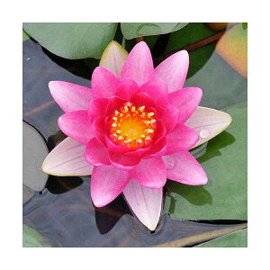 irIg[vj@@ѐ@iXCjij@RN[[@Conqueror@i1|bgjixԁj