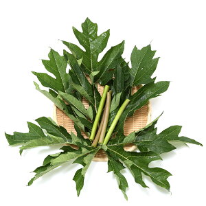 iϗtAjY@ƂꂽĐtρ@ppC̗tƌs@1܁@@K@USAYAMA