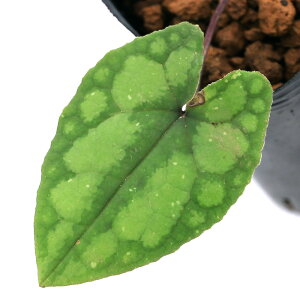 iR쑐jJAICijN}mWJAICiFHj@3i1|bgj