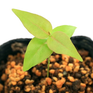 iϗtAjs^KiXi`F[j3i1|bgjixԁj