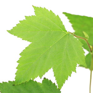 iR쑐jIjVcP@3i1|bgjixԁj