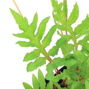 iR쑐jV_irjRErinj3i1|bgjhixԁj